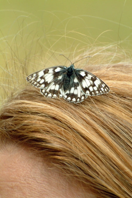 Melanargia russiae